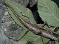 Anisomorpha ferruginea, Striped Walkingstick